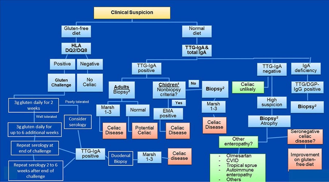 Celiac Disease Diagnostic Testing Algorithm